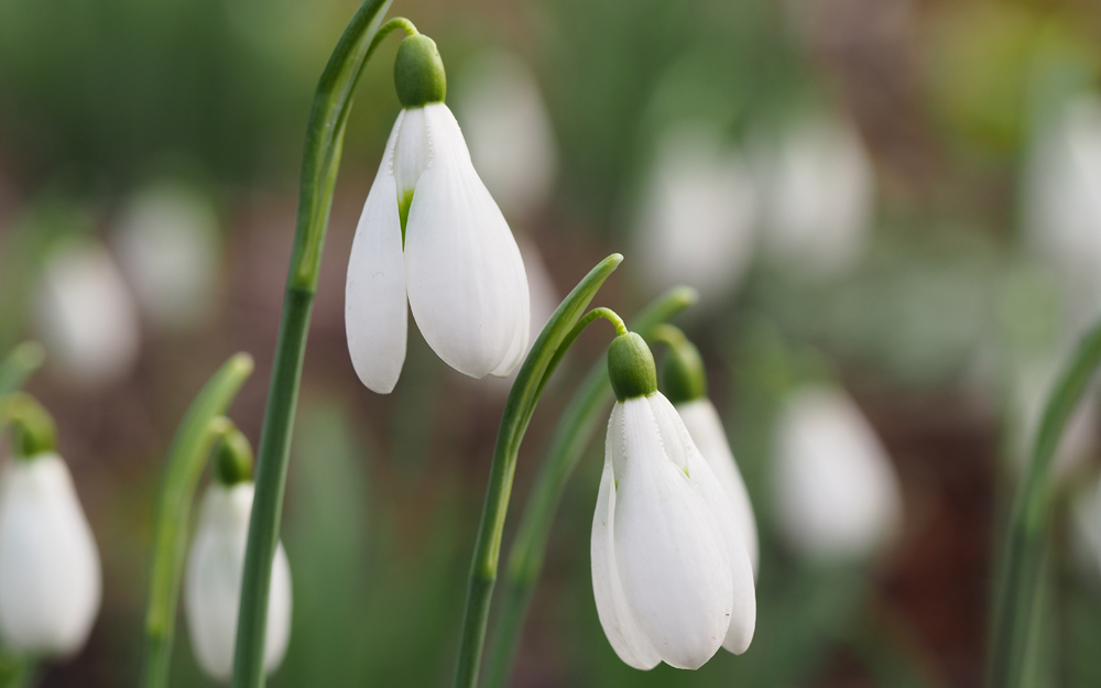 Close up of snowdrops