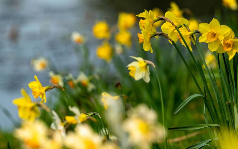 Daffodil