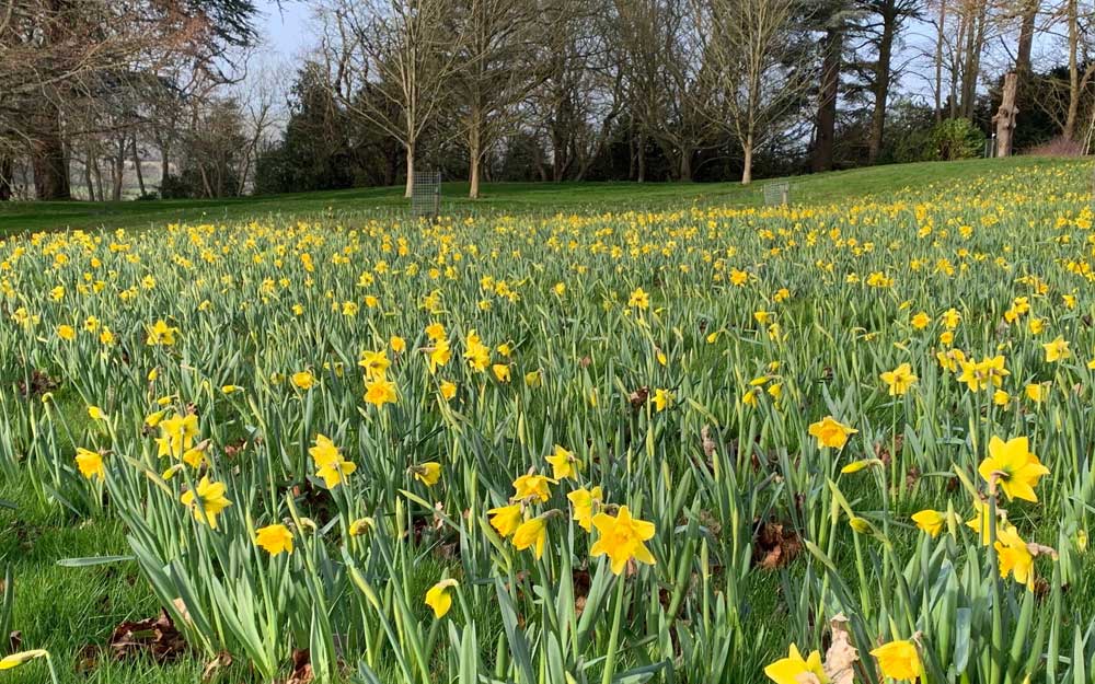 The daffodils are Narcissus ‘Rijnveld’s Early Sensation’ which are part of our new bulb displays in the Upper Deer Pen near the Rose Garden. These were machine planted during the autumn of 2019.
