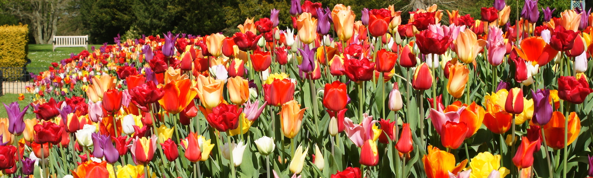 Tulips at Aviary garden