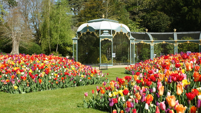 Spring tulips Aviary Garden