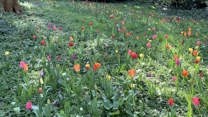 Tulip patch bedding tulips at Waddesdon