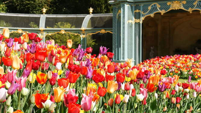 Close up of tulips in Aviary Garden