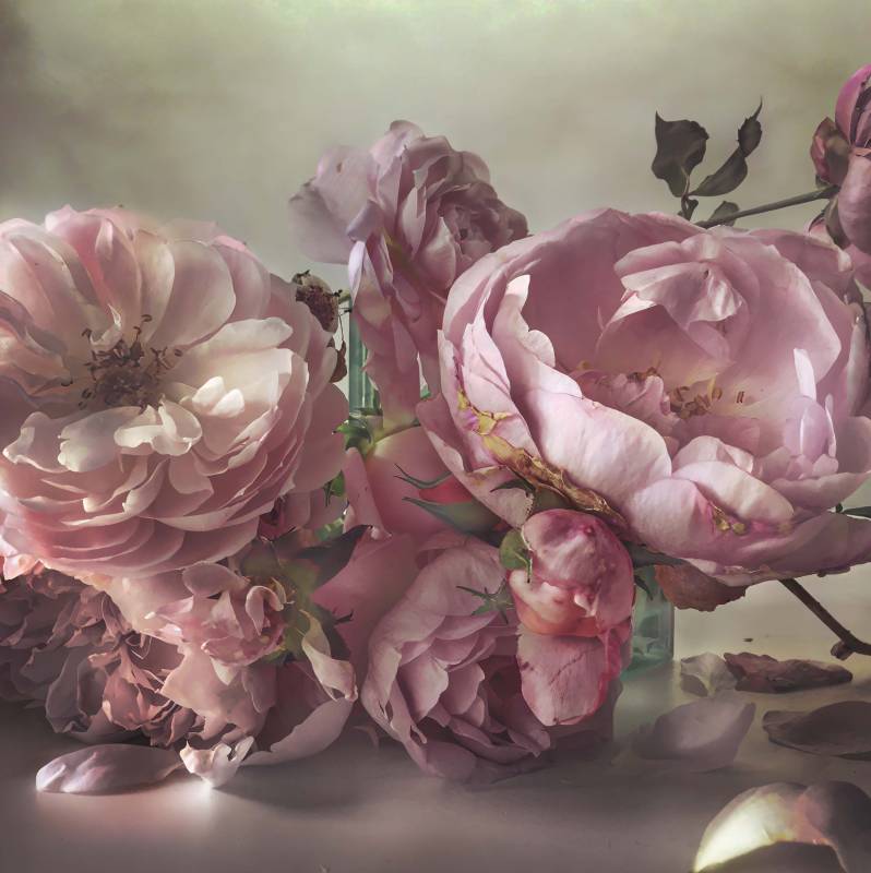 Photograph of roses by Nick Knight