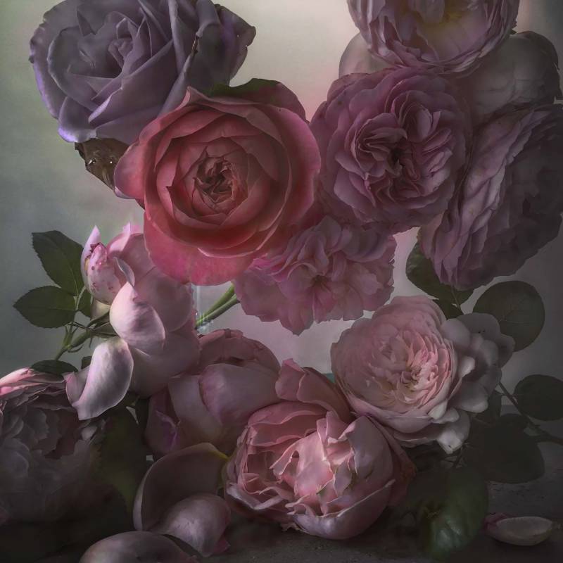 Photograph of roses by Nick Knight