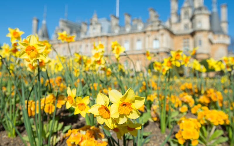 Daffodil-spring-manor-derek-pelling-3000-1875
