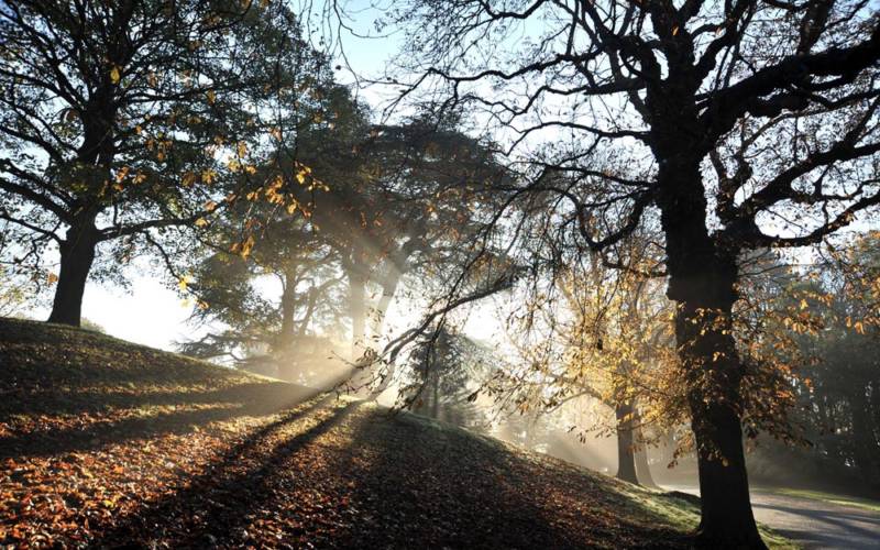 Winter-trees-at-Waddesdon